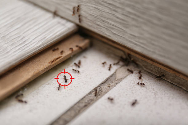 Best Pest Removal Services  in Hannahs Mill, GA